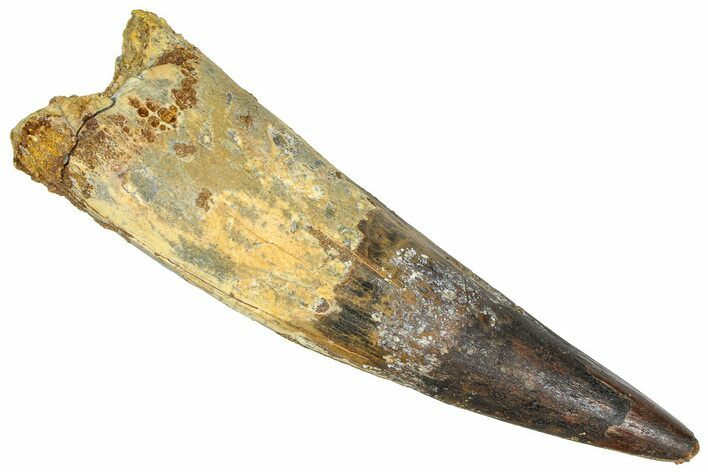Bargain, Real Fossil Spinosaurus Tooth - Composite Tooth #365667